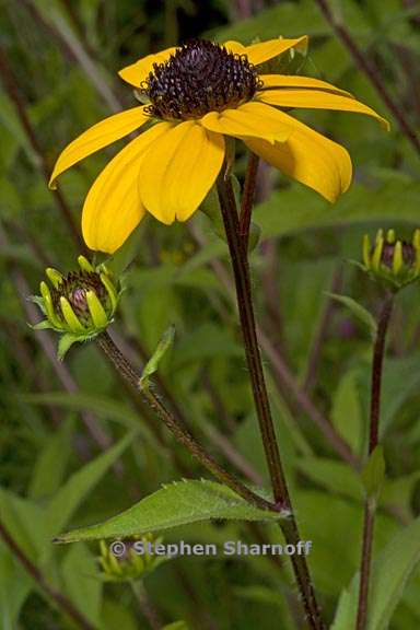 rudbeckia triloba 1 graphic